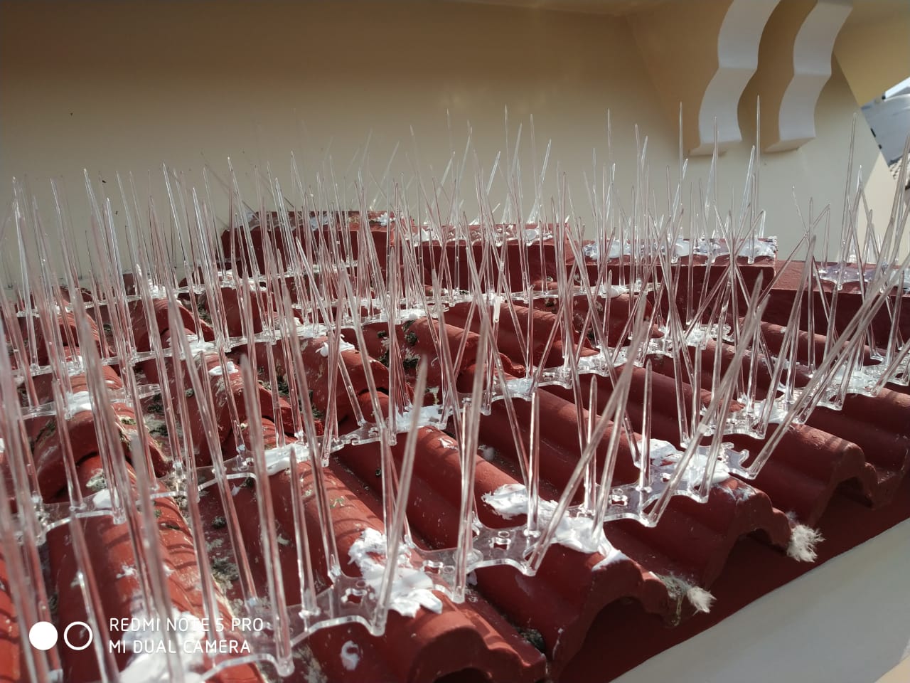 Window Spike Ernakulam