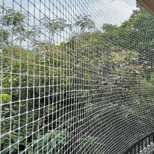 Pigeon Safety Nets Kottayam – pigeon2 – GVR Safety Nets